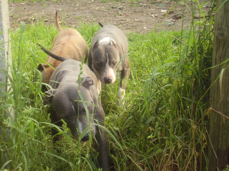 Sweety pepite blue De roofneck dog's