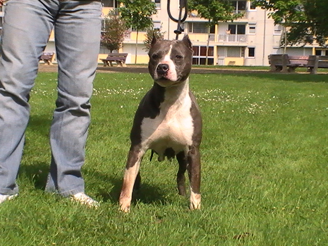 Sweety pepite blue De roofneck dog's