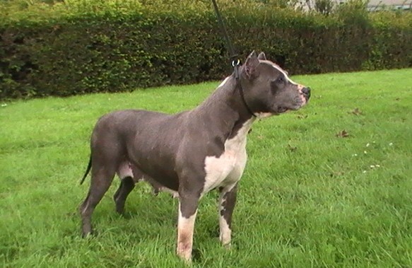 Sweety pepite blue De roofneck dog's