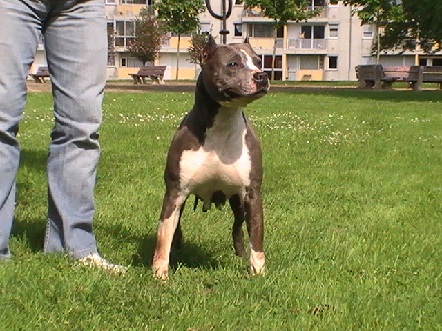 Sweety pepite blue De roofneck dog's